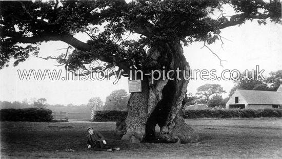 Cowper's Oak. Yardley Chase, Northamptonshire, 1909.